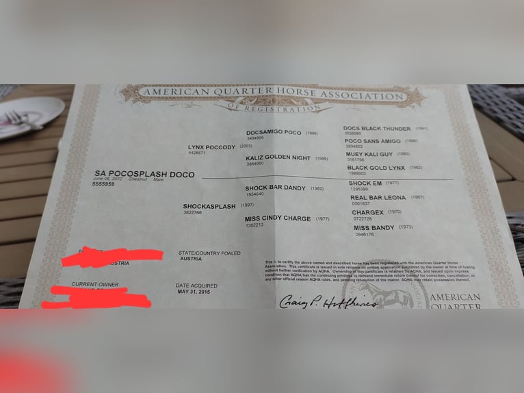 American Quarter Horse Mare 13 years 15,1 hh Chestnut-Red in Oberhofen am Irrsee American Quarter Horse Mare 13 years 15,1 hh Chestnut-Red in Oberhofen am Irrsee