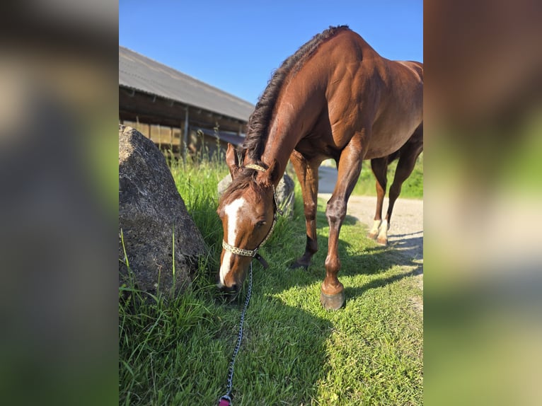 American Quarter Horse Mare 13 years 15,1 hh Chestnut-Red in Oberhofen am Irrsee American Quarter Horse Mare 13 years 15,1 hh Chestnut-Red in Oberhofen am Irrsee