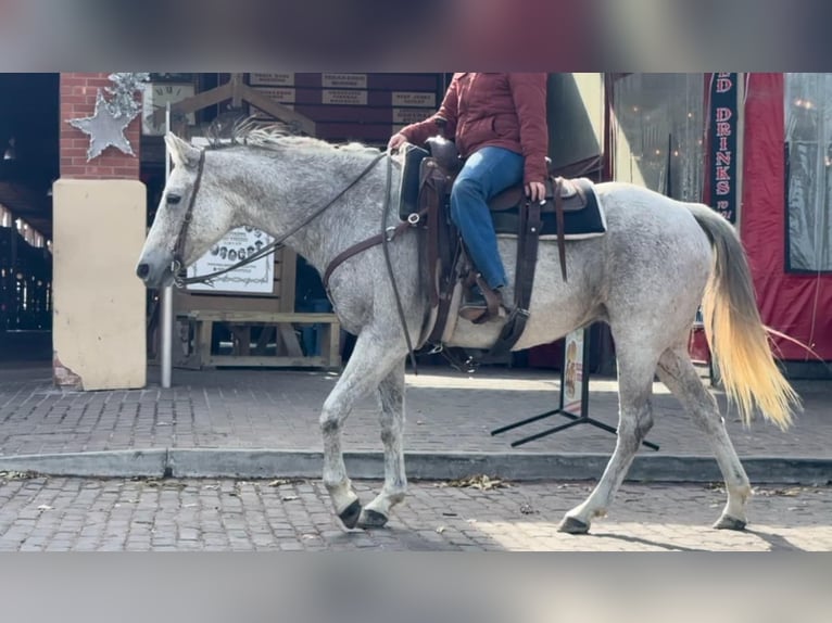 American Quarter Horse Mare 13 years 15,1 hh Grey in Weatherford TX