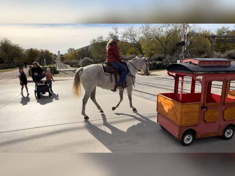 American Quarter Horse Mare 13 years 15,1 hh Grey in Weatherford TX