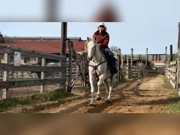 American Quarter Horse Mare 13 years 15,1 hh Grey in Weatherford TX