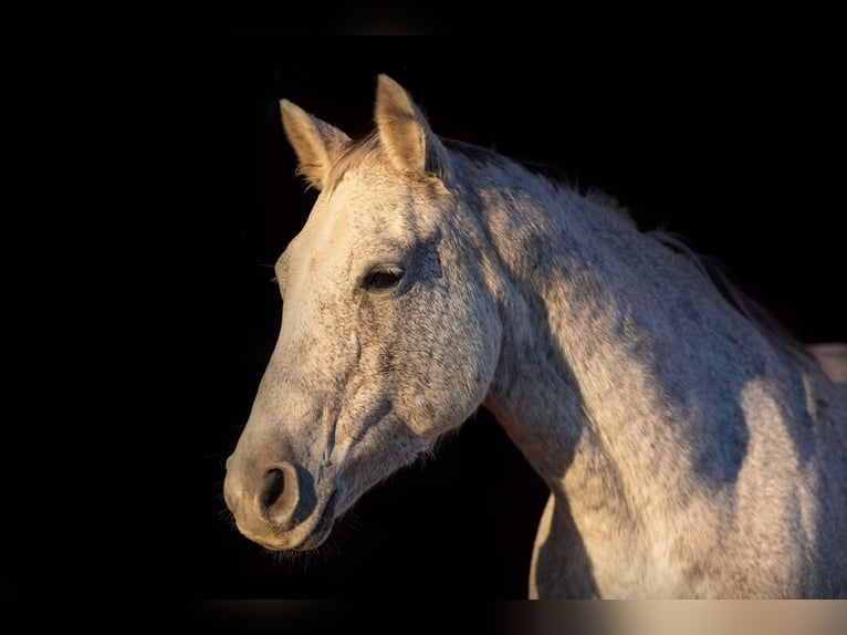 American Quarter Horse Mare 13 years 15,1 hh Grey in Weatherford TX