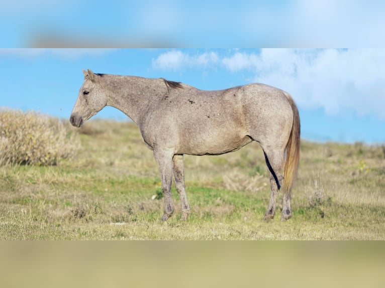 American Quarter Horse Mare 13 years 15,1 hh Grey in Weatherford TX