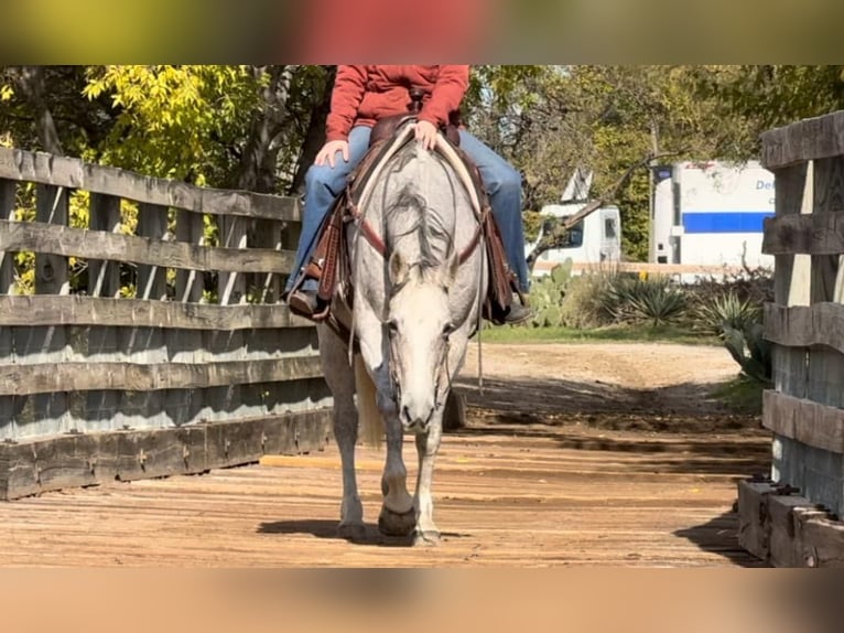 American Quarter Horse Mare 13 years 15,1 hh Grey in Weatherford TX