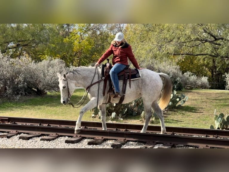 American Quarter Horse Mare 13 years 15,1 hh Grey in Weatherford TX