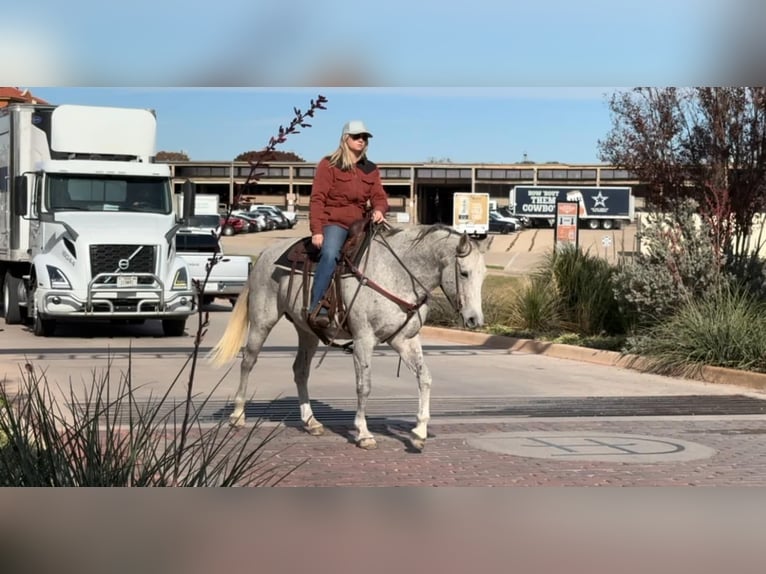 American Quarter Horse Mare 13 years 15,1 hh Grey in Weatherford TX