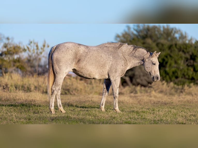 American Quarter Horse Mare 13 years 15,1 hh Grey in Weatherford TX