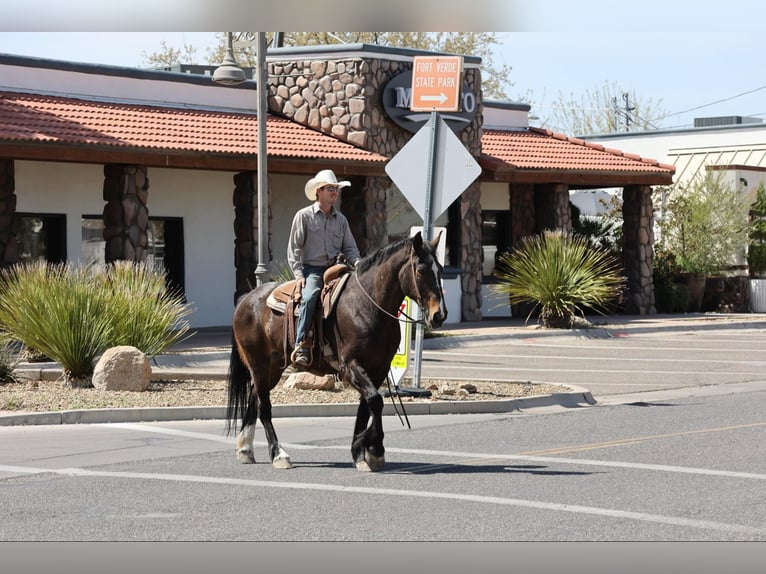 American Quarter Horse Mare 13 years 15,3 hh Bay in Camp Verde AZ