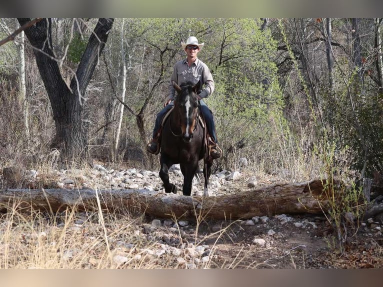 American Quarter Horse Mare 13 years 15,3 hh Bay in Camp Verde AZ