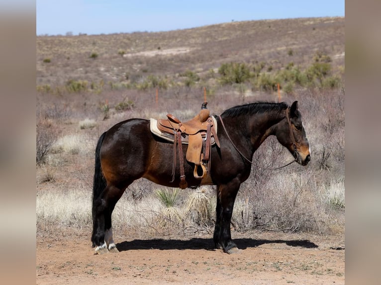 American Quarter Horse Mare 13 years 15,3 hh Bay in Camp Verde AZ