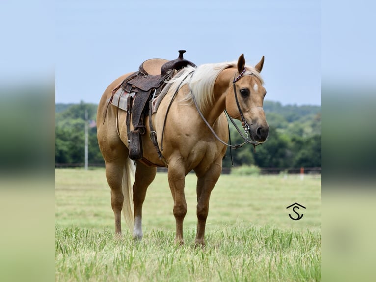 American Quarter Horse Mare 13 years 16,1 hh Palomino in Crescent