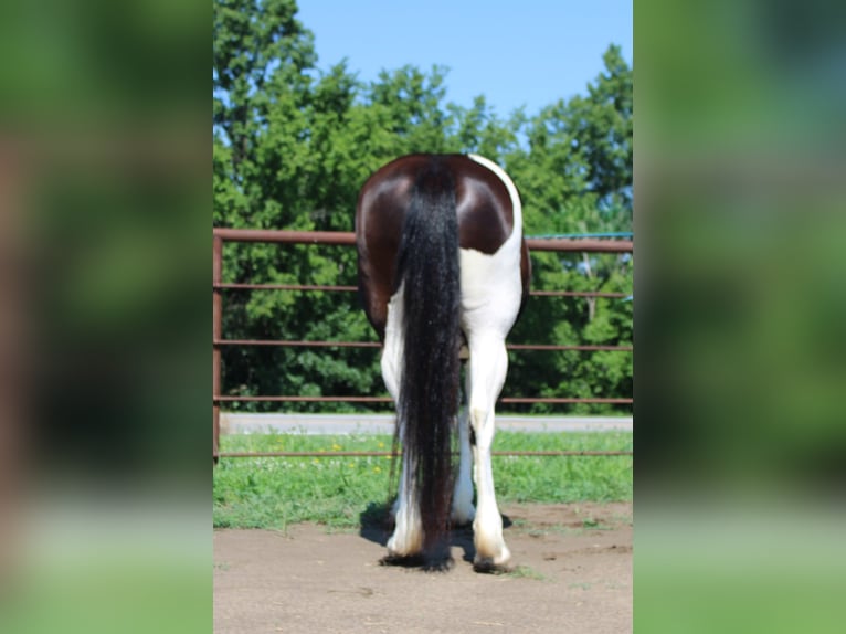 American Quarter Horse Mare 13 years 16.3 hh Tobiano-all-colors in Princeton MO