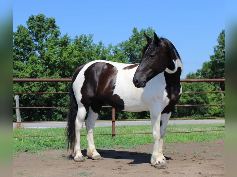 American Quarter Horse Mare 13 years 16,3 hh Tobiano-all-colors in Princeton MO