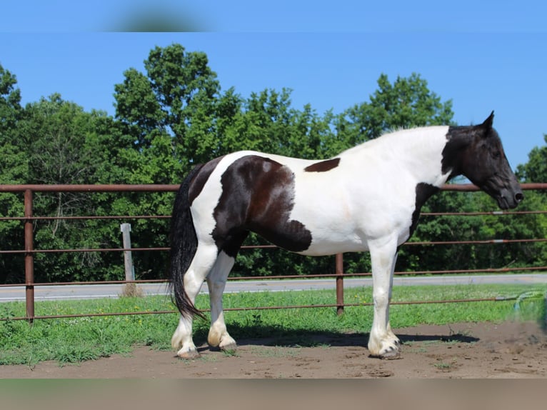 American Quarter Horse Mare 13 years 16,3 hh Tobiano-all-colors in Princeton MO