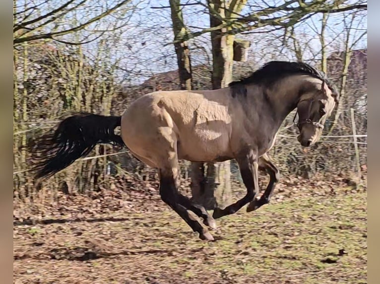 American Quarter Horse Mare 13 years Brown in Landolfshausen