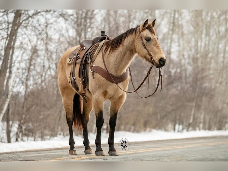 American Quarter Horse Mare 13 years Buckskin in Clayton, WI