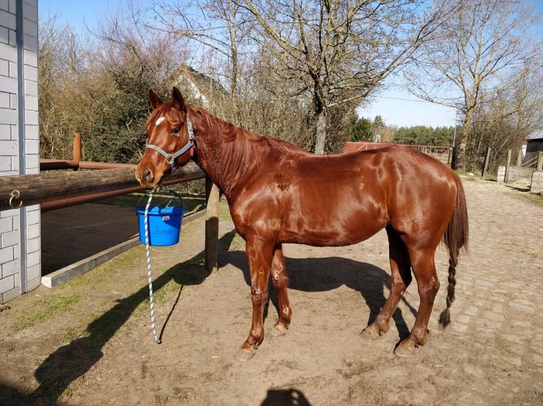 American Quarter Horse Mare 13 years Sorrel in Bahrdorf