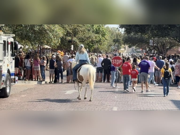 American Quarter Horse Mare 13 years Tobiano-all-colors in Weatherford TX