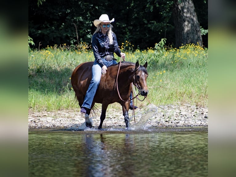 American Quarter Horse Mare 14 years 12,1 hh Bay in Quitman AR