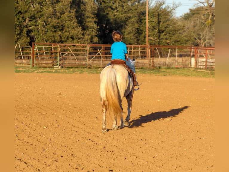 American Quarter Horse Mare 14 years 12 hh Brown in Stephenville TX