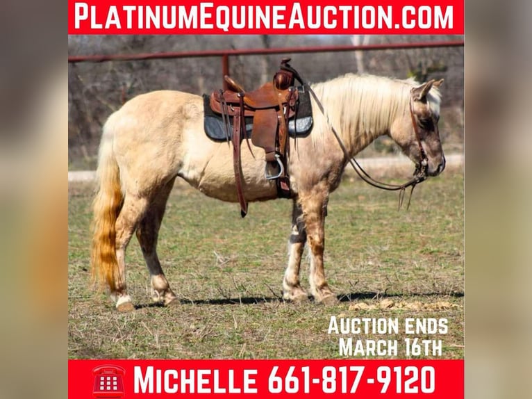 American Quarter Horse Mare 14 years 12 hh Brown in Stephenville TX