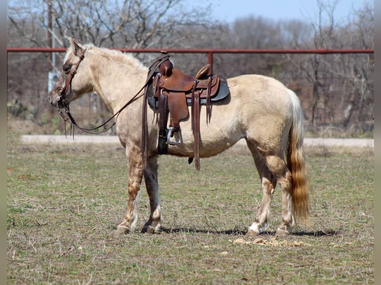 American Quarter Horse Mare 14 years 12 hh Brown in Stephenville TX