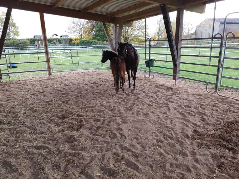 American Quarter Horse Mare 14 years 14.1 hh Bay-Dark in Markt Nordheim