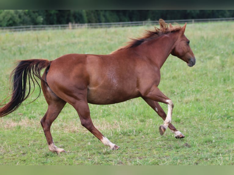 American Quarter Horse Mare 14 years 14,1 hh Chestnut-Red in Waldshut-Tiengen