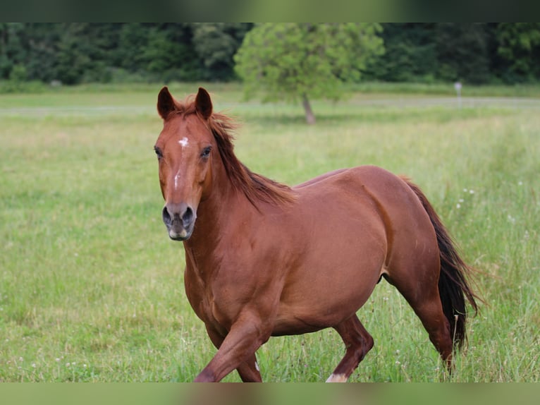 American Quarter Horse Mare 14 years 14,1 hh Chestnut-Red in Waldshut-Tiengen