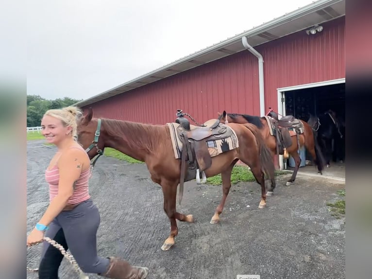 American Quarter Horse Mare 14 years 14,1 hh Chestnut in Granby, CT