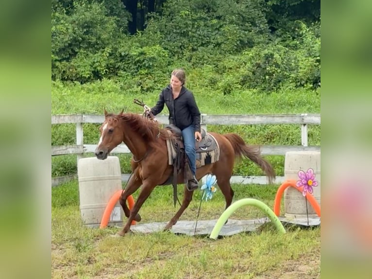 American Quarter Horse Mare 14 years 14,1 hh Chestnut in Granby, CT