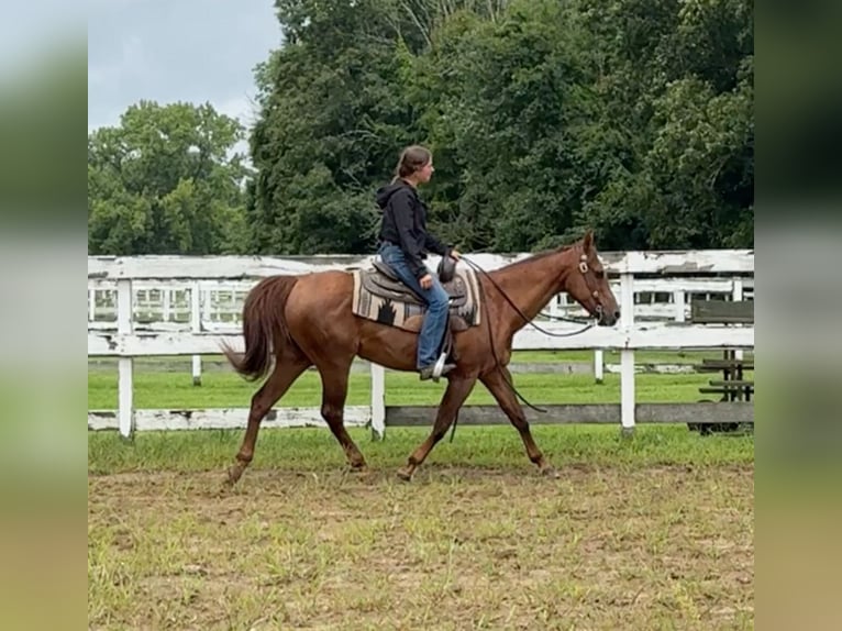 American Quarter Horse Mare 14 years 14,1 hh Chestnut in Granby, CT