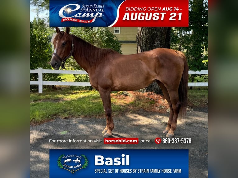 American Quarter Horse Mare 14 years 14,1 hh Chestnut in Granby, CT