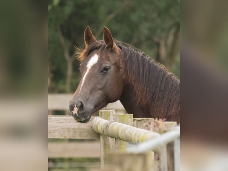American Quarter Horse Mare 14 years 14.1 hh Chestnut in Brecon