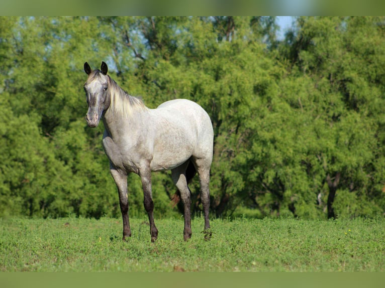 American Quarter Horse Mare 14 years 14.1 hh Grey in Stephenville TX