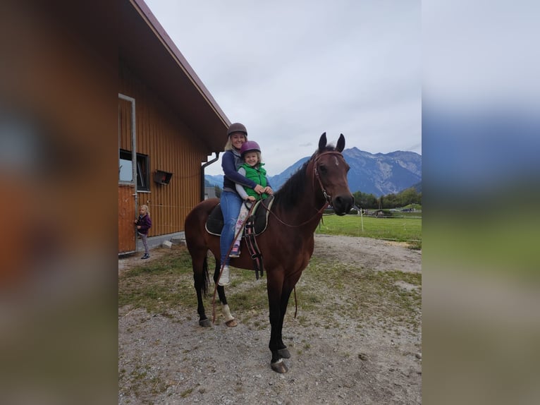 American Quarter Horse Mare 14 years 14.1 hh Roan-Bay in Maurach a. Achensee