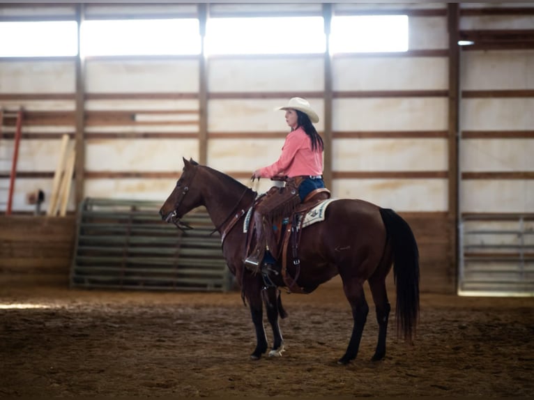 American Quarter Horse Mare 14 years 14,2 hh Bay in Rineyville KY
