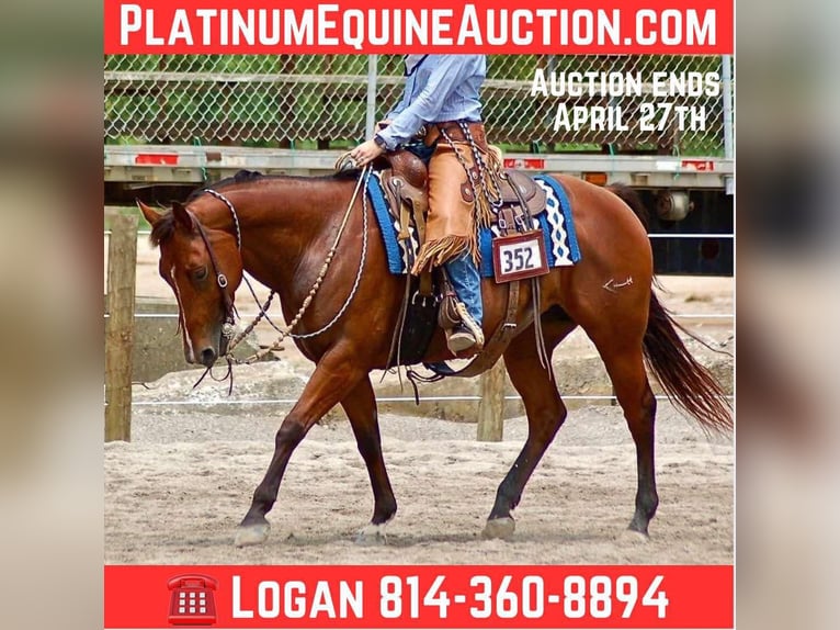 American Quarter Horse Mare 14 years 14,2 hh Bay in Rineyville KY