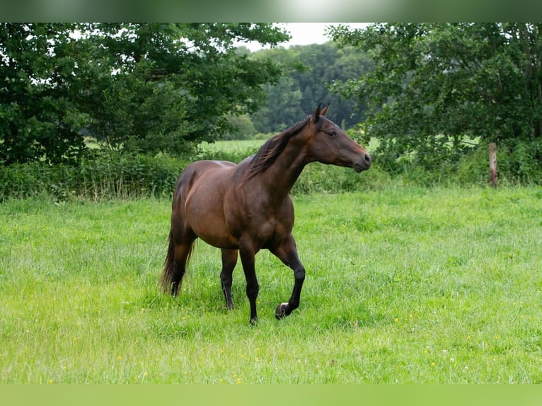 American Quarter Horse Mare 14 years 14,2 hh Brown in NeumünsterNeumünsterr