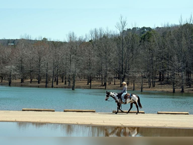 American Quarter Horse Mare 14 years 14.3 hh Overo-all-colors in Quitman AR