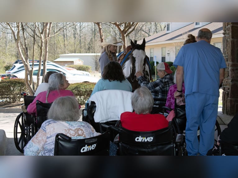 American Quarter Horse Mare 14 years 14.3 hh Overo-all-colors in Quitman AR