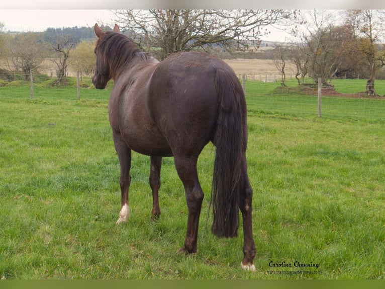 American Quarter Horse Mare 14 years 14,1 hh Chestnut in Brecon