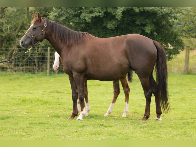 American Quarter Horse Mare 14 years 14,1 hh Chestnut in Brecon