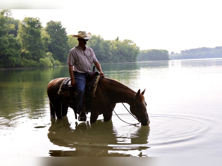 American Quarter Horse Mare 14 years 14,1 hh Rabicano in Littlestown