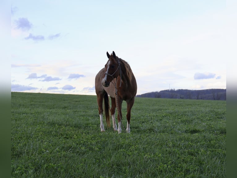 American Quarter Horse Mare 14 years 14,1 hh Rabicano in Littlestown