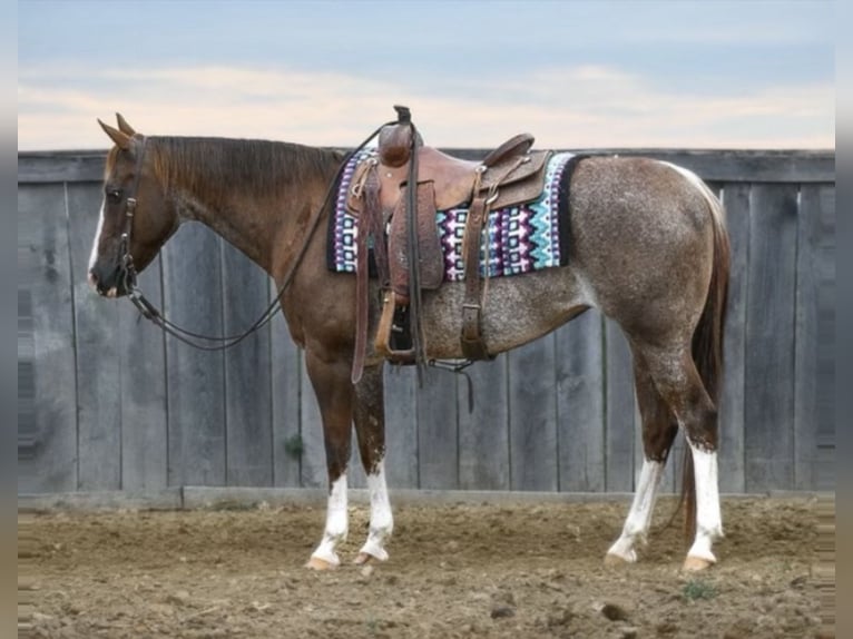 American Quarter Horse Mare 14 years 14,1 hh Rabicano in Littlestown