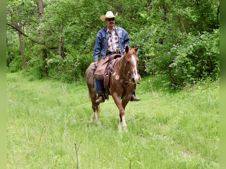 American Quarter Horse Mare 14 years 14,1 hh Rabicano in Littlestown