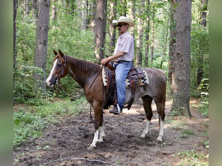 American Quarter Horse Mare 14 years 14,1 hh Rabicano in Littlestown