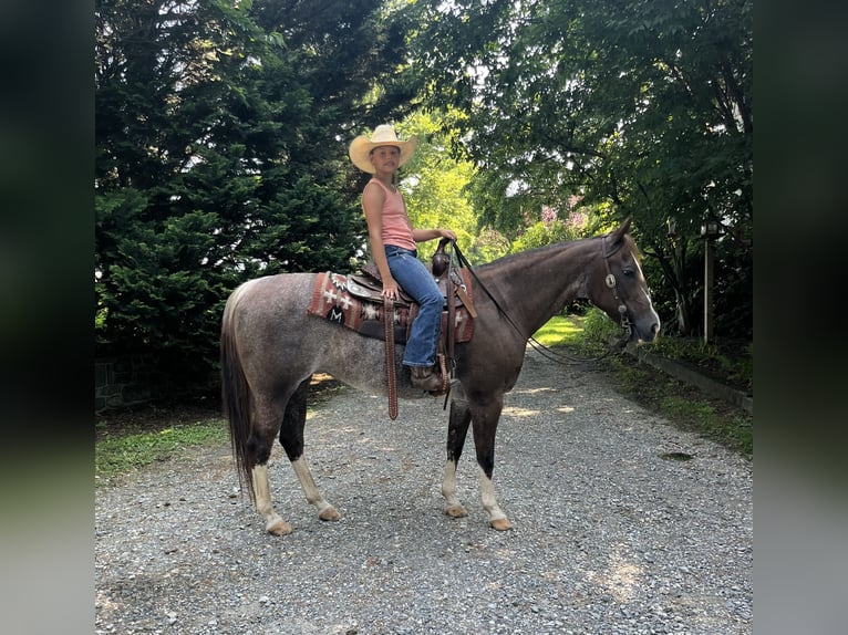 American Quarter Horse Mare 14 years 14,1 hh Rabicano in Littlestown
