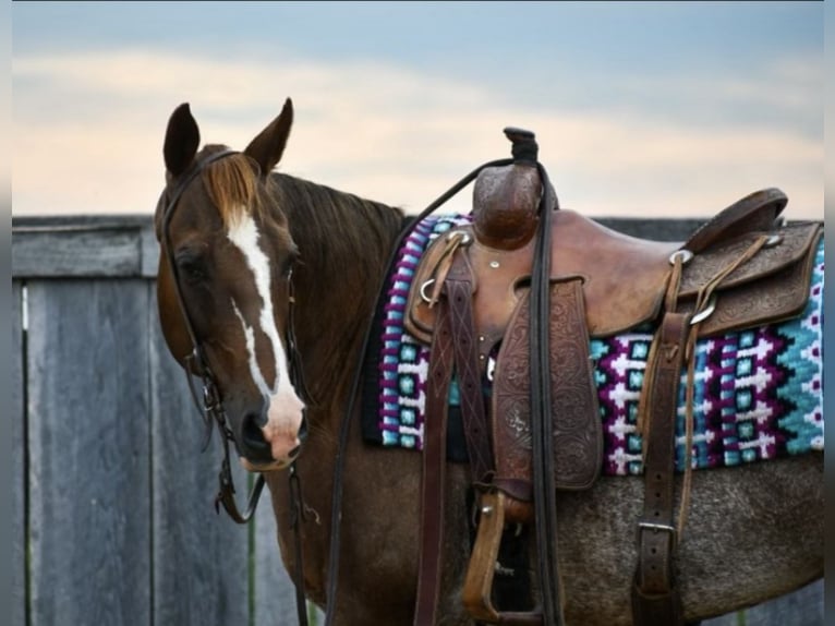 American Quarter Horse Mare 14 years 14,1 hh Rabicano in Littlestown